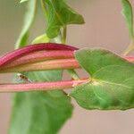 Attēlu rezultāti vaicājumam “Fallopia convolvulus fruit”