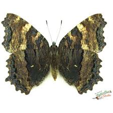 Attēlu rezultāti vaicājumam “Nymphalis polychloros underside”