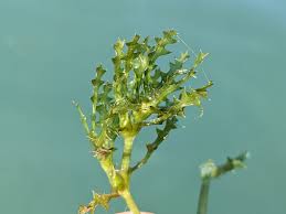 Attēlu rezultāti vaicājumam “Najas marina leaf”