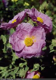 Attēlu rezultāti vaicājumam “Cistaceae”