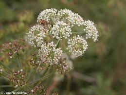 Attēlu rezultāti vaicājumam “Angelica palustris”
