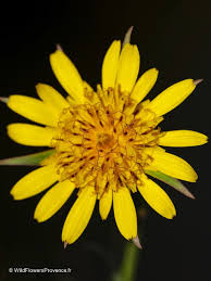 Attēlu rezultāti vaicājumam “Tragopogon pratensis subsp. pratensis flower”