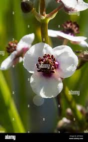 Attēlu rezultāti vaicājumam “Sagittaria sagittifolia flower”