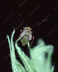 Attēlu rezultāti vaicājumam “Lygus nymph nymph”