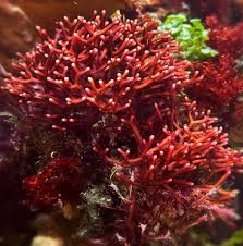 Attēlu rezultāti vaicājumam “Trichia alpina macro”