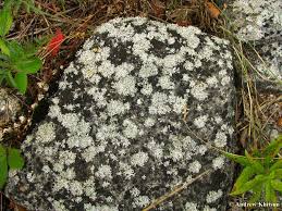 Attēlu rezultāti vaicājumam “Physcia adscendens”