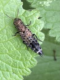 Attēlu rezultāti vaicājumam “Ontholestes murinus”