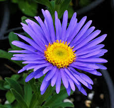Image result for Aster alpinus