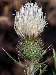 Attēlu rezultāti vaicājumam “Cirsium x rigens leaf”