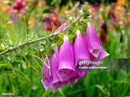 Image result for Fingerhut