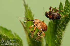 Attēlu rezultāti vaicājumam “Curculio nucum”