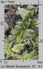 Attēlu rezultāti vaicājumam “Plagiochila asplenioides”