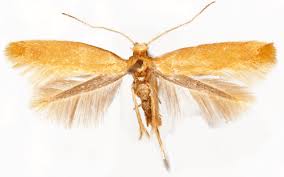 Attēlu rezultāti vaicājumam “Tischeria ekebladella”