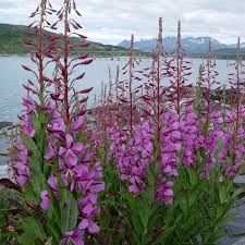 Attēlu rezultāti vaicājumam “Epilobium angustifolium fruit”
