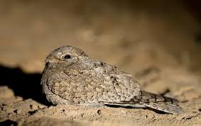 Attēlu rezultāti vaicājumam “Caprimulgus europaeus juvenile”