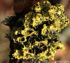 Attēlu rezultāti vaicājumam “Tuckermannopsis chlorophylla”