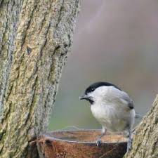 Attēlu rezultāti vaicājumam “Poecile palustris adult”
