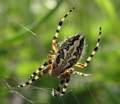 Attēlu rezultāti vaicājumam “Aculepeira ceropegia”