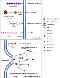 Image result for Sfânta Waltrude