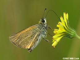 Attēlu rezultāti vaicājumam “Thymelicus lineola”
