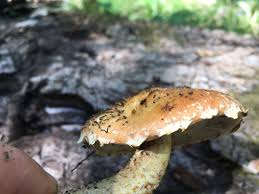 Attēlu rezultāti vaicājumam “Pholiota aurivella”