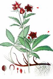 Attēlu rezultāti vaicājumam “Comarum palustre fruit”