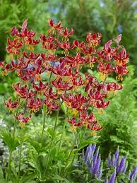 Image result for Lilium martagon `Arabian Night`