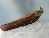 Attēlu rezultāti vaicājumam “Oncocera semirubella”