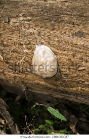 Attēlu rezultāti vaicājumam “Symphytocarpus flaccidus spores”