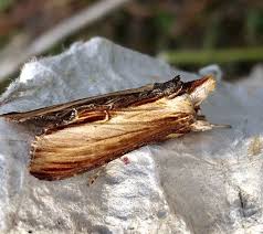 Attēlu rezultāti vaicājumam “Cucullia verbasci”