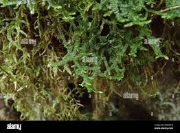 Attēlu rezultāti vaicājumam “Porella cordaeana”