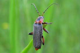 Attēlu rezultāti vaicājumam “Cantharis rustica”