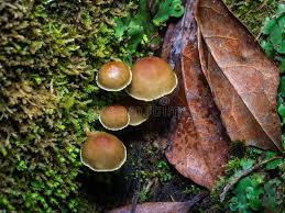 Attēlu rezultāti vaicājumam “Hypholoma lateritium”