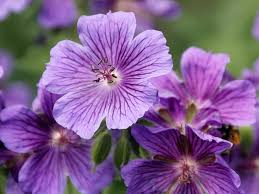 Image result for Storchschnäbel