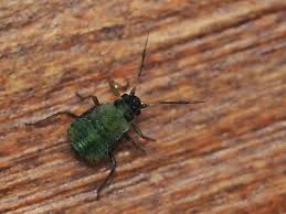 Attēlu rezultāti vaicājumam “Chaitophorus populeti”