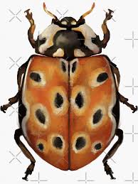 Attēlu rezultāti vaicājumam “Anatis ocellata”