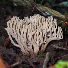 Attēlu rezultāti vaicājumam “Lycogala confusum spores”