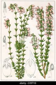 Attēlu rezultāti vaicājumam “Erica tetralix leaf”
