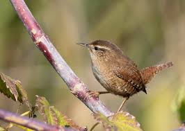 Attēlu rezultāti vaicājumam “Troglodytes troglodytes”