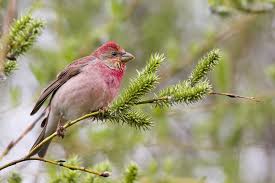 Attēlu rezultāti vaicājumam “Carpodacus erythrinus adult”