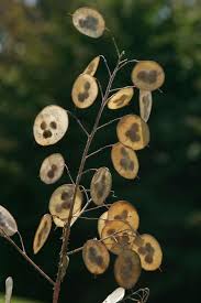 Image result for Lunaria annua