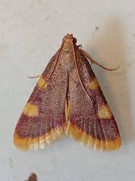 Attēlu rezultāti vaicājumam “Hypsopygia costalis”