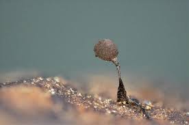 Attēlu rezultāti vaicājumam “Paradiacheopsis rigida”