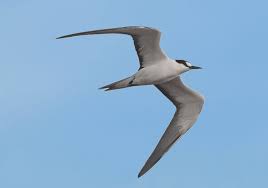 Image result for Onychoprion fuscatus