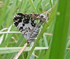 Attēlu rezultāti vaicājumam “Epirrhoe tristata imago”