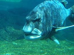 Image result for Cymatoceps nasutus