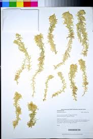 Attēlu rezultāti vaicājumam “Sphagnum palustre”