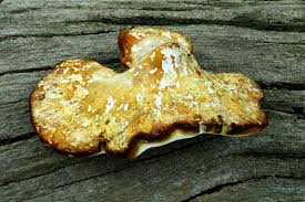 Attēlu rezultāti vaicājumam “Buglossoporus quercinus”