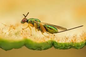 Attēlu rezultāti vaicājumam “Torymidae”