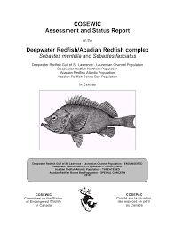 Image result for Sebastes fasciatus